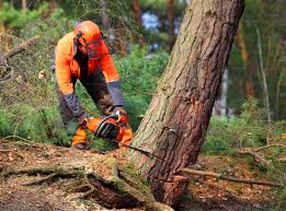 Best Arborist Consultation Services  in Marathon, FL