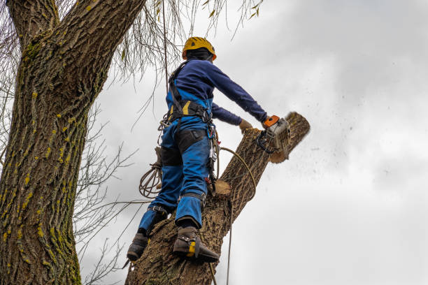 Best Root Management and Removal  in Marathon, FL