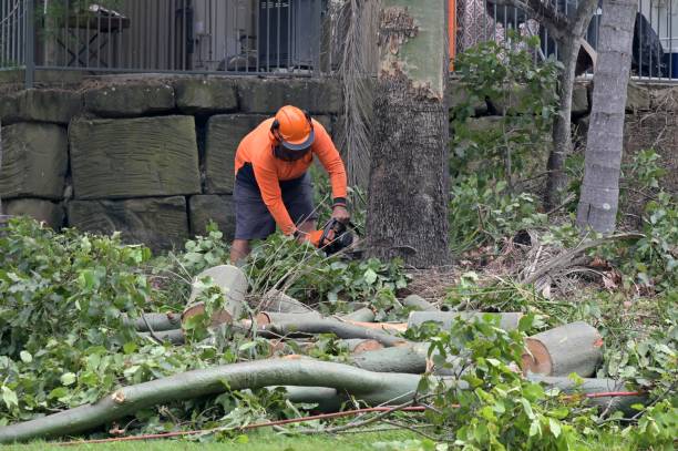 Best Emergency Tree Removal  in Marathon, FL