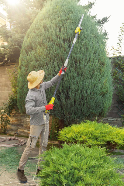 Best Tree and Shrub Care  in Marathon, FL