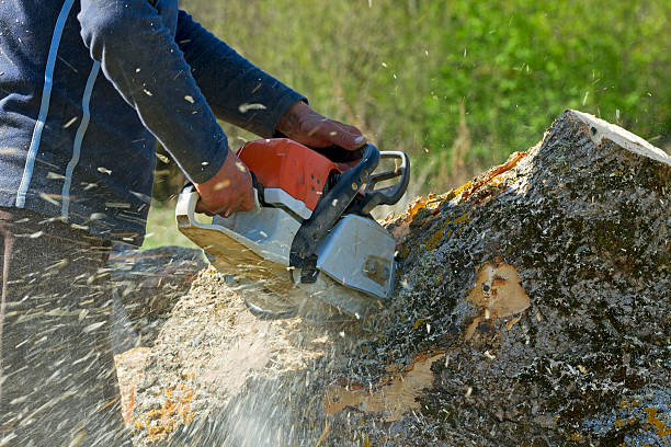 Professional  Tree Services in Marathon, FL