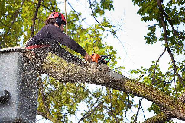 Best Tree Mulching  in Marathon, FL