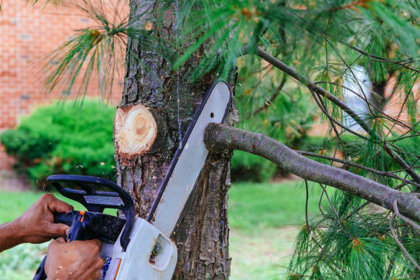 Best Tree Maintenance Programs  in Marathon, FL